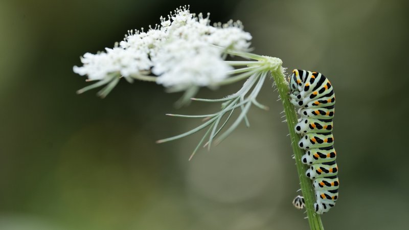 PAPILLON. CHENILLE DE MACHAON se régalant sur une carotte sauvage. Jardin. LISE JALOUX